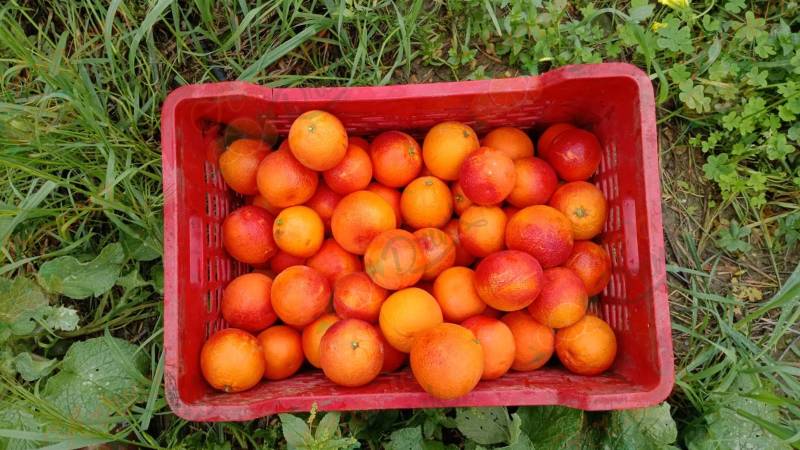 TAROCCO ROSSO DA SPREMUTA